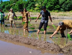 Wakil Bupati Sabu Raijua Tanam Padi Bersama Petani, Dorong Produktivitas dan Swasembada Pangan
