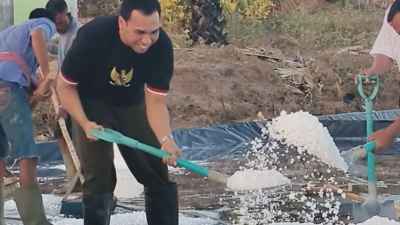 Bupati Sabu Raijua Panen Garam Perdana, Produksi Tambak Eiada Capai Belasan Ton